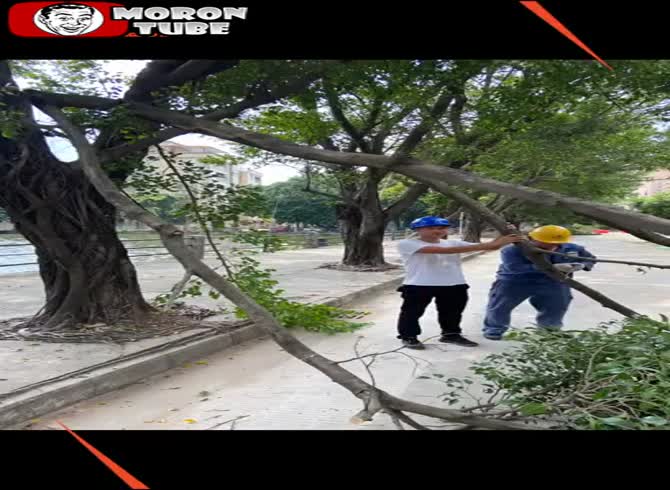 Video :Cutting branches with a laser (dangerous)